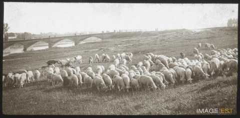 Troupeau de moutons (Gondreville)